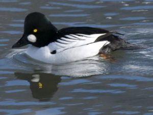 Common Goldeneye - Spring Creek Ranch, Jackson Hole, WY