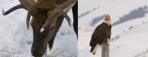 Winter Wildlife Escape at Spring Creek Ranch, Jackson Hole, WY