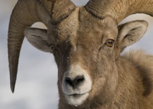 Big Horn Sheep - Spring Creek Ranch, Jackson, WY