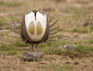 Sage Grouse - Spring Creek Ranch, Jackson Hole, WY