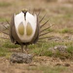 Sage Grouse Mating Ritual