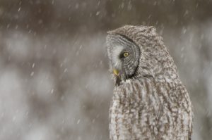 Great Gray Owl - Spring Creek Ranch, Jackson, WY