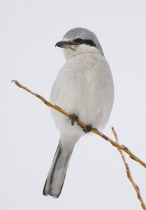 Predatory Songbird - Spring Creek Ranch, Jackson Hole, WY