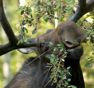 Moose eating berries in Jackson Hole, WY - Spring Creek Ranch