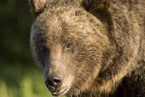 Grizzly Bear #610 - Spring Creek Ranch, Jackson Hole, WY