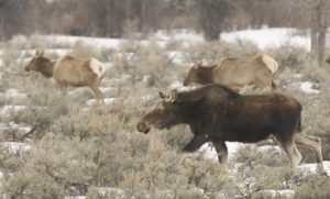 Moose and Elk on the Move in Jackson Hole, WY - Spring Creek Ranch