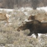 Elk and Moose on the Move