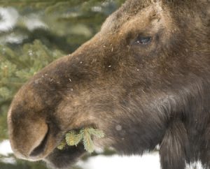 Moose - Spring Creek Ranch, Jackson Hole, WY