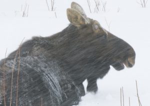 Moose - Spring Creek Ranch, Jackson Hole, WY