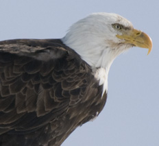 Regal Eagle in Jackson Hole, WY - Spring Creek Ranch