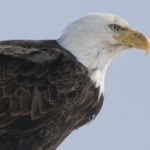 Bald Eagle at Spring Creek Ranch