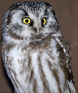 Boreal Owl - Spring Creek Ranch, Jackson Hole, WY