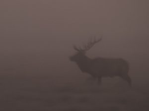 Elk Bugling in Jackson Hole