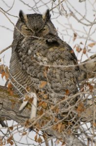 Great-Horned Owl - Spring Creek Ranch, Jackson Hole, WY