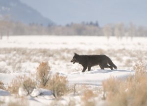 Big, Bad Wolf - Spring Creek Ranch, Jackson Hole, WY