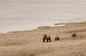 Yellowstone Wolves & Bears - Spring Creek Ranch, Jackson Hole, WY