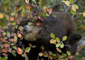 Black Bears - Spring Creek Ranch, Jackson Hole, WY