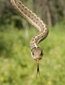 Snake - Spring Creek Ranch, Jackson Hole, WY