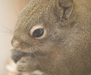 squirrel - Spring Creek Ranch, Jackson Hole, WY