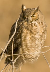 great-horned owl - Spring Creek Ranch, Jackson Hole, WY