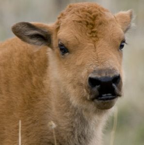 Bison Puppies - Spring Creek Ranch, Jackson Hole, WY