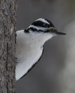 hairy woodpecker - Spring Creek Ranch, Jackson Hole, WY