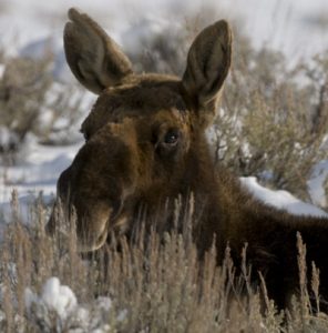 Naked Bull Moose - Spring Creek Ranch, Jackson Hole, WY