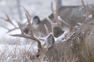 mule deer - Spring Creek Ranch, Jackson Hole, WY