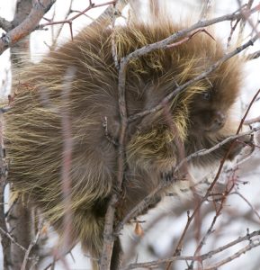 Porcupine - Spring Creek Ranch, Jackson Hole, WY