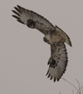 Rough-Legged Hawk