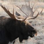 Moose - Spring Creek Ranch, Jackson Hole, WY