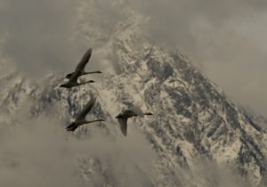 Trumpeter Swans - Spring Creek Ranch, Jackson Hole, WY