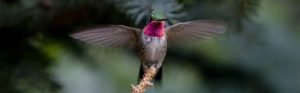 Hummingbird - Spring Creek Ranch, Jackson Hole, WY