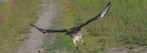 northern harrier - Spring Creek Ranch, Jackson Hole, WY