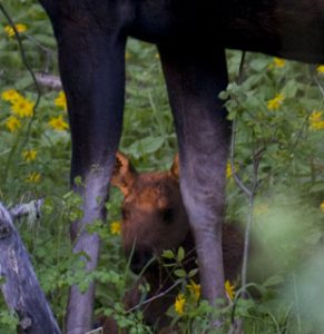 Moose Calf - Grand Teton National Park, Jackson Hole, WY - Spring Creek Ranch