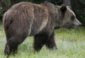 Bear - Spring Creek Ranch, Jackson Hole, WY