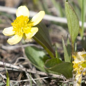 Daffodil - Spring Creek Ranch, Jackson Hole, WY