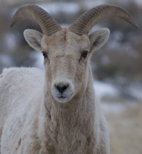 Big Horn Sheep - Spring Creek Ranch, Jackson Hole, WY