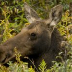 Female Moose in Jackson Hole, WY -- Spring Creek Ranch Wildlife Safari