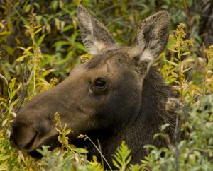 Female Moose in Jackson Hole, WY -- Spring Creek Ranch Wildlife Safari