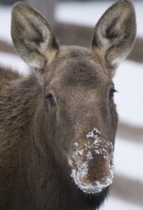 Moose Calf Checks In at Spring Creek Ranch, Jackson Hole, WY