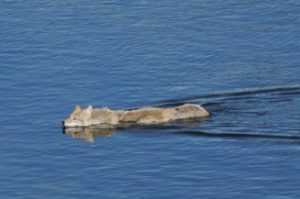 Wolf in Yellowstone Park - Spring Creek Ranch