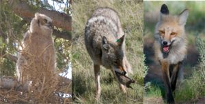 Wolf & Bear Safari - Spring Creek Ranch, Jackson, WY