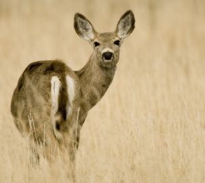 Deer - Spring Creek Ranch, Jackson Hole, WY