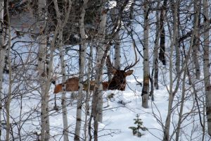 Spring Creek Wildlife