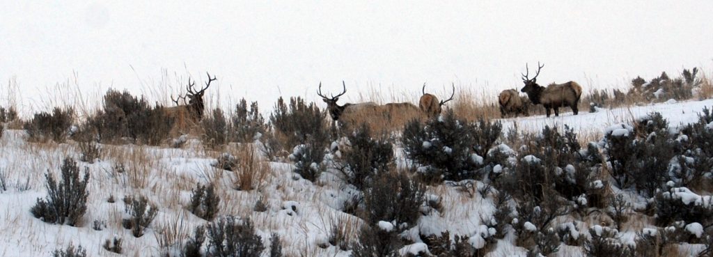 Elk at the Spring Creek Ranch wildlife refuge