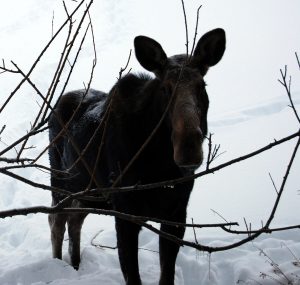 A moose at the Spring Creek Ranch wildlife refuge