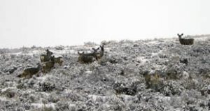 Mule Deer in Jackson Hole's Spring Creek Ranch