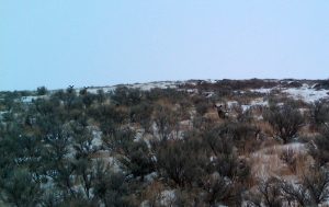 Mule Deer on Spring Creek's Wildlife Refuge