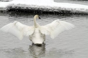 Swan photo by J. Marlow 